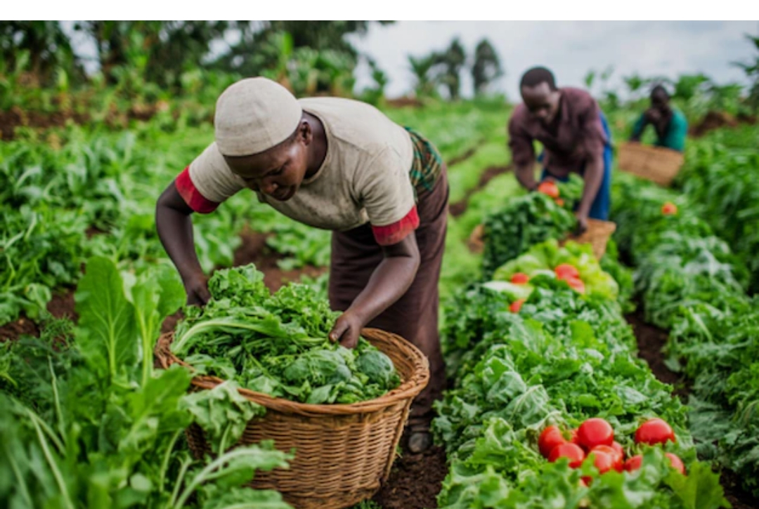 SOLEPLA — Agriculture CEAF-SARL
